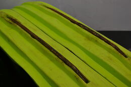 Blade Xc sukset Vihreä, Xterrain RE